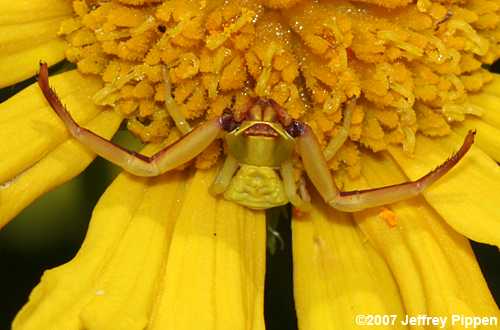 Flower Spider (Crab Spider) on Balduina