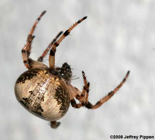Foliate Spider (Larinioides cornutus)