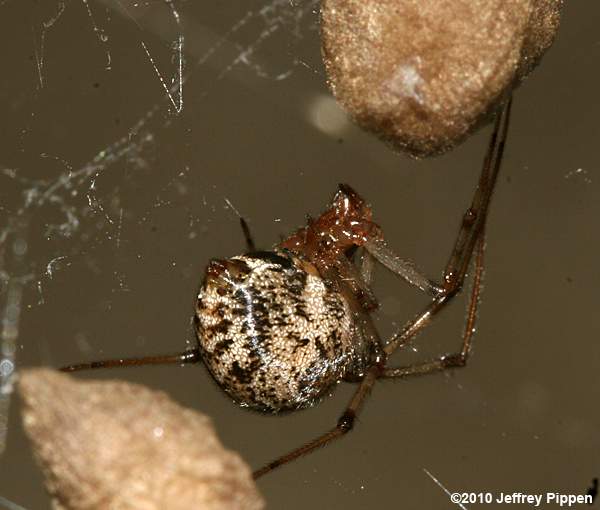 Common House Spider (Achaearanea tepidariorum, Parasteatoda tepidariorum)