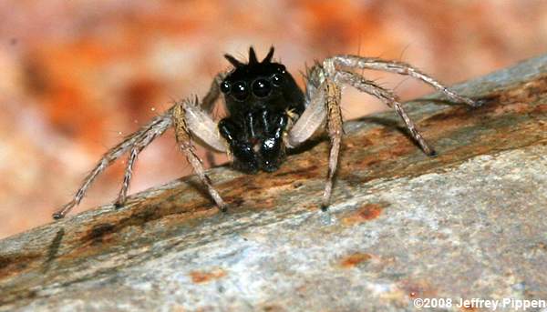 Dimorphic Jumping Spider (Maevia inclemens)