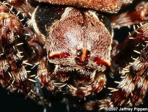 Acanthepeira orbweaver spider