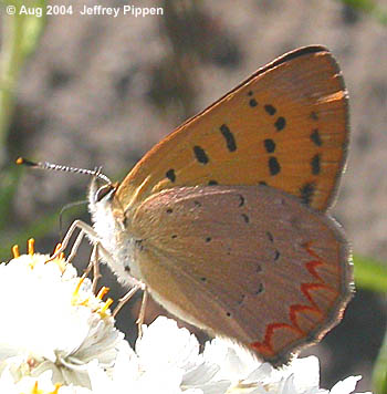 Purplish Copper (Tharsalea helloides)