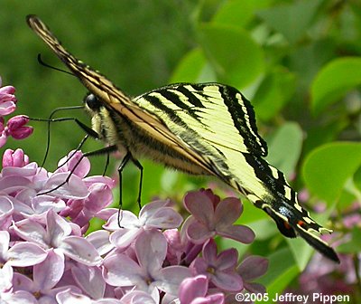 Western Tiger Swallowtail (Papilio rutulus)