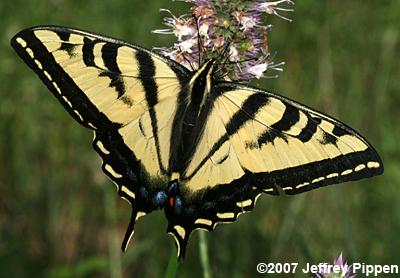 Western Tiger Swallowtail (Papilio rutulus)