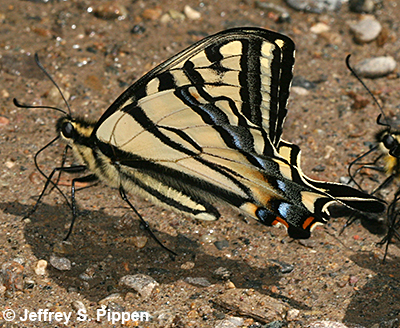 Western Tiger Swallowtail (Pterourus rutulus)