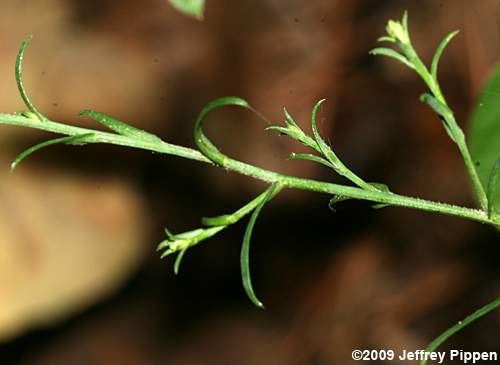 Narrowleaf Smooth Aster (Aster concinnus, Symphyotrichum laeve var. concinnum)