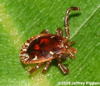 Lone Star Tick (Amblyomma americanum)