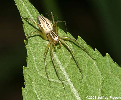 Wild Utah photos, descriptions and locations - Lynx Spider, Oxyopes, tan, 2  mm long, striped legs, long face
