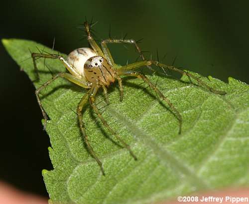 Striped Lynx Spider (Oxyopes salticus)