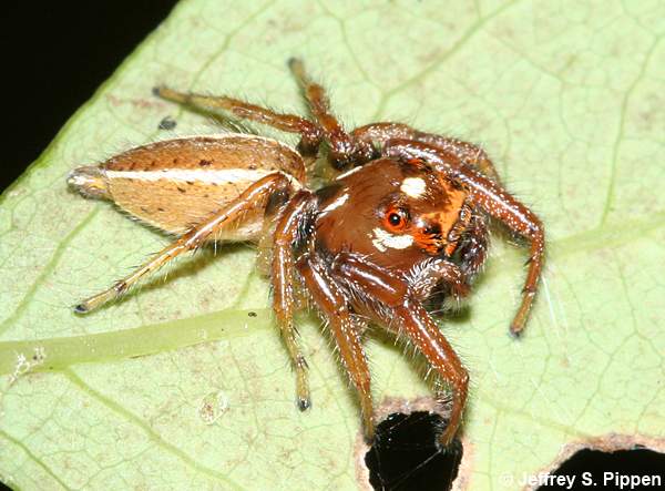 Woodland Jumping Spider (Thiodina sylvana)