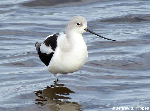 American Avocet (Recurvirostra americana)