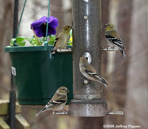 American Goldfinch (Carduelis tristis)