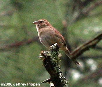 Bachman's Sparrow (Aimophila aestivalis)