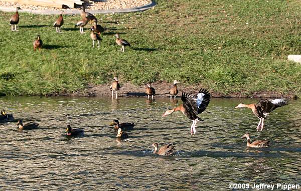 Black-bellied Whistling-Duck (Dendrocygna autumnalis)
