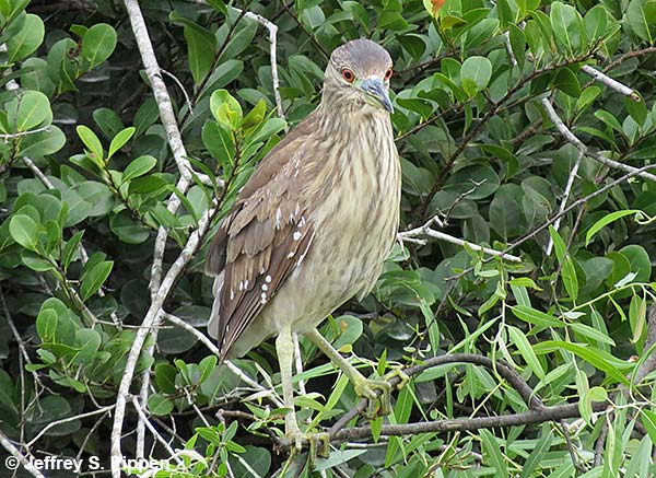 Black-crowned Night-Heron (Nycticorax nycticorax)
