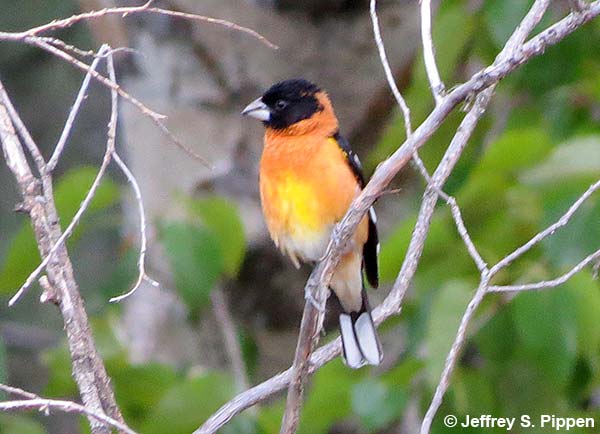 Black-headed Grosbeak (Pheucticus melanocephalus)