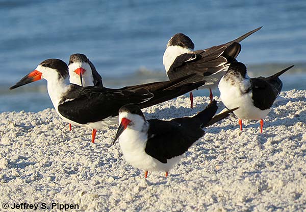Black Skimmer (Rynchops niger)