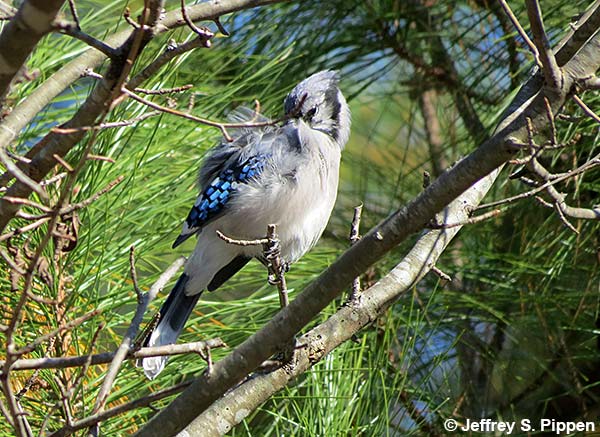 Blue Jay (Cyanocitta cristatta)
