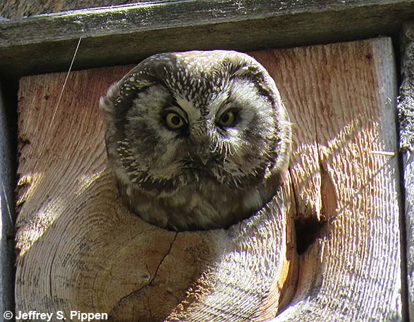 Boreal Owl (Aegolius funereus)