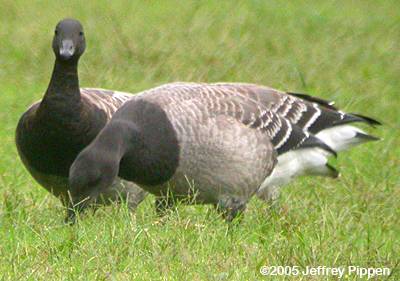 Brant (Branta bernicla hrota)