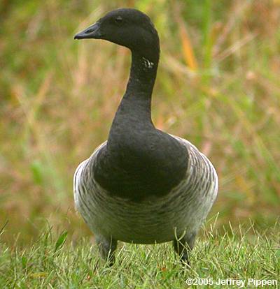 Brant (Branta bernicla hrota)