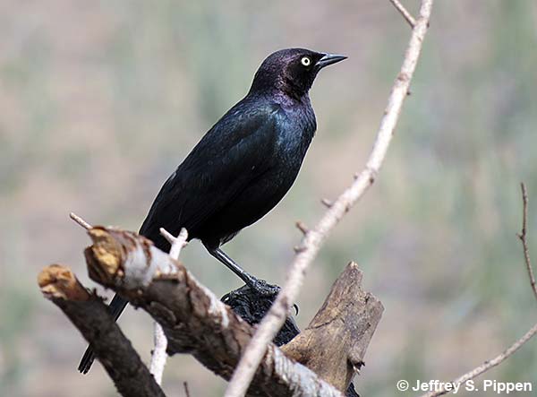Brewer's Blackbird (Euphagus cyanocephalus)