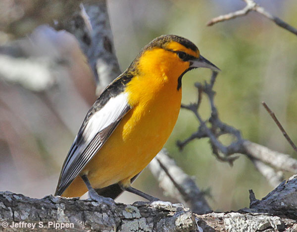 Bullock's Oriole (Icterus bullockii)