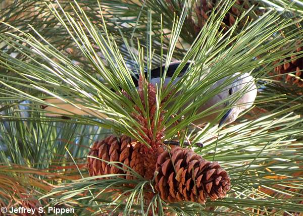 Clark's Nutcracker (Nucifraga columbiana)