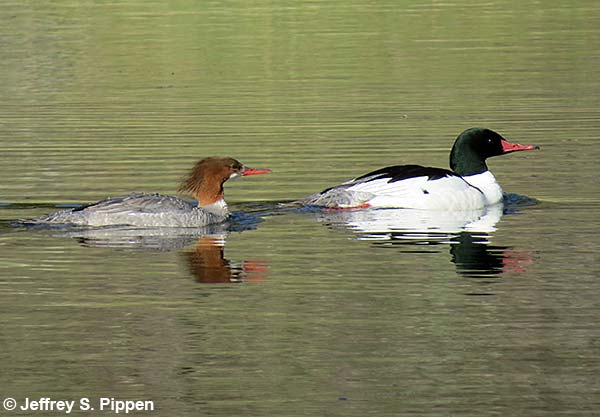 Common Merganser (Mergus merganser)