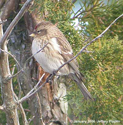 Common Redpoll (Carduelis flammea)
