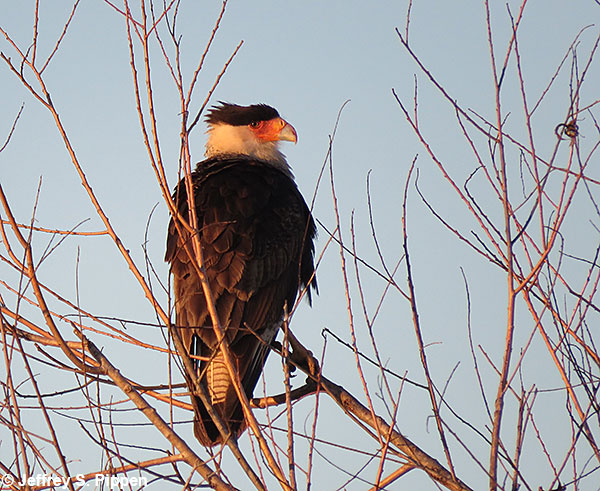 Crested Caracara (Caracara cheriway) Anahuac NWR, Chambers Co., TX 17 Jan 2018