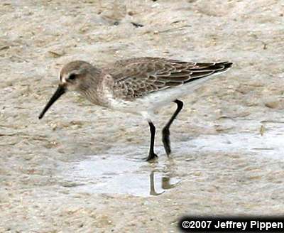Dunlin (Calidris alpina)