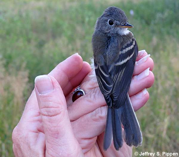 Dusky Flycatcher (Empidonax oberholseri)