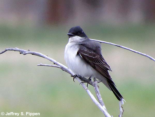 Eastern Kingbird (Tyrannus tyrannus)