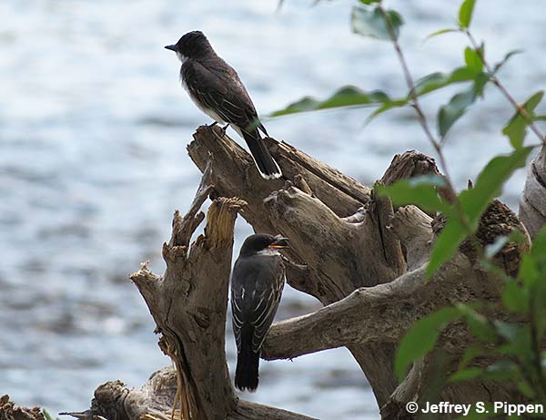 Eastern Kingbird (Tyrannus tyrannus)
