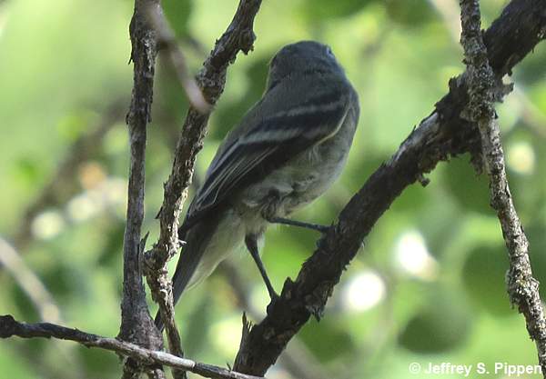 Dusky Flycatcher (Empidonax oberholseri)