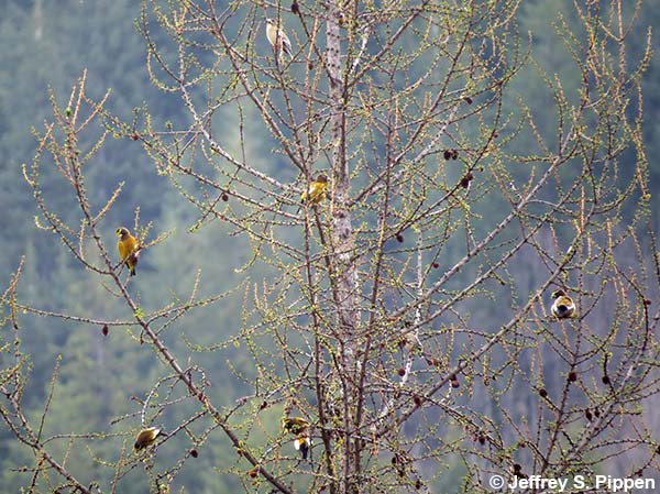 Evening Grosbeak (Coccothraustes vespertinus)