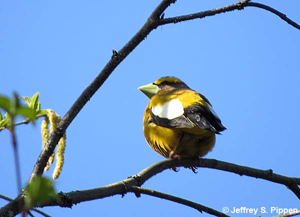 Evening Grosbeak (Coccothraustes vespertinus)