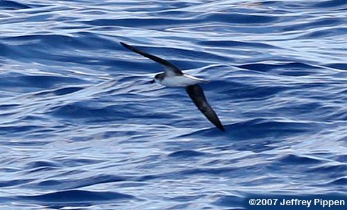 Fea's Petrel (Pterodroma feae)