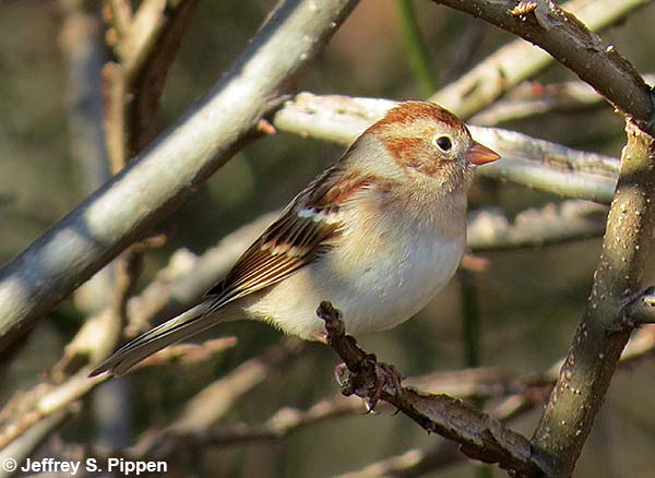 Field Sparrow (Spizella pusilla)