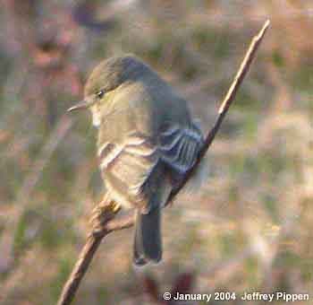 Gray Flycatcher (Empidonax wrightii)