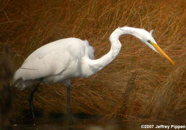 Great Egret (Ardea alba)
