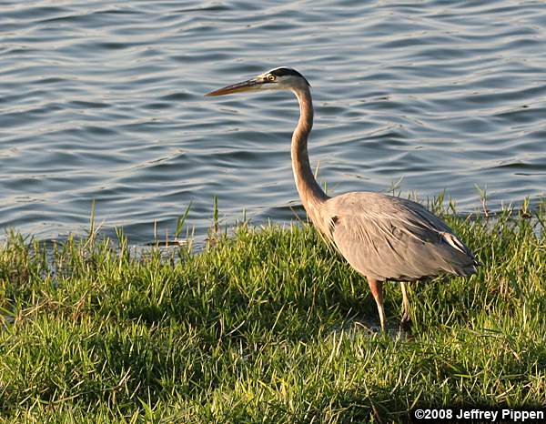 Great Blue Heron (Ardea herodias)