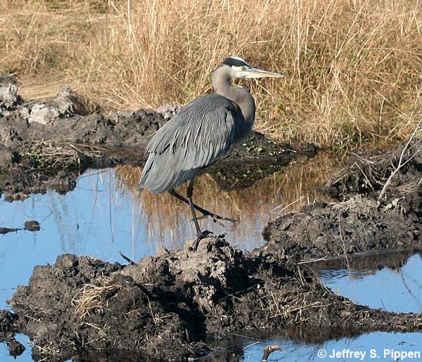 Great Blue Heron (Ardea herodias)