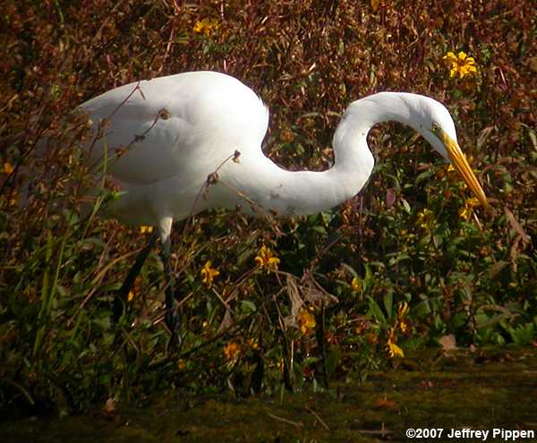Great Egret (Ardea alba)
