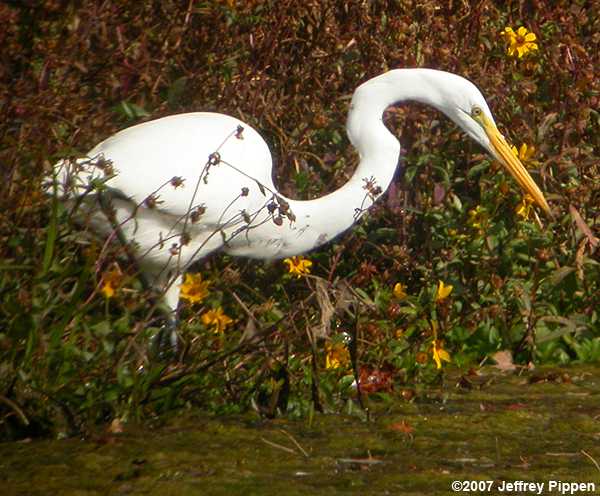 Great Egret (Ardea alba)