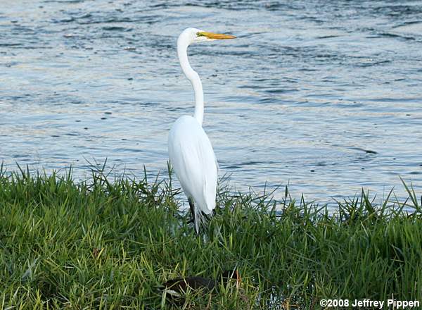 Great Egret (Ardea alba)