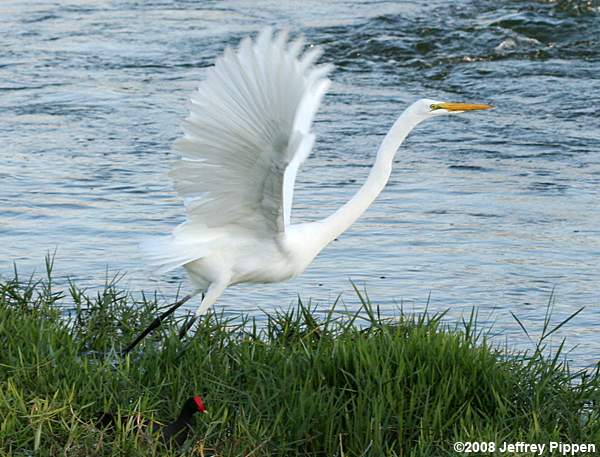 Great Egret (Ardea alba)