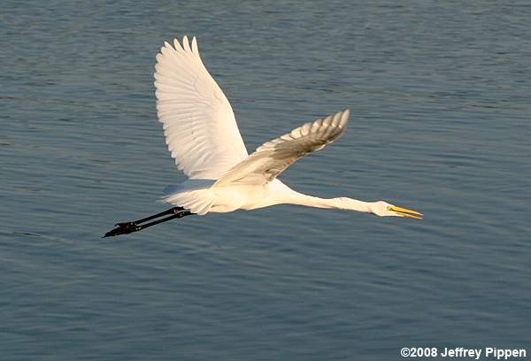 Great Egret (Ardea alba)