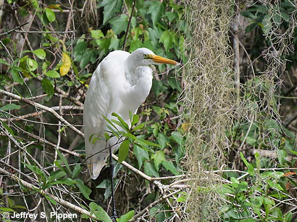 Great Egret (Ardea alba)